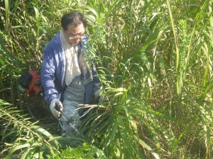 9月10日　ドラゴンリバー交流会主催　セイタカアワダチソウ駆除