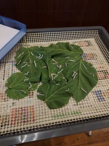 はたや記念館「ゆめおーれ勝山」にて移動例会