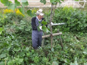 野洲川堤の桜の木の手入れ作業