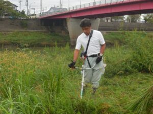 セイタカアワダチソウ駆除ボランティア協力