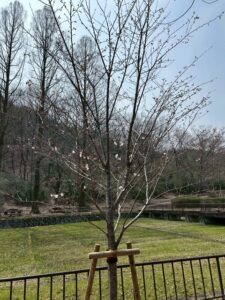 宝ヶ池公園桜植樹プロジェクトセレモニー Vo1