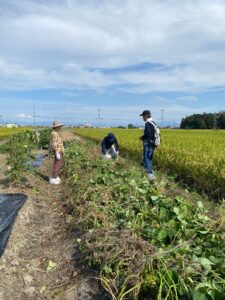 9月28日「テマン芋掘り」の為の作業