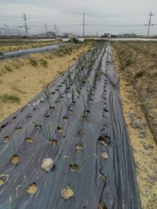 2026-2-24 子ども食堂支援 ジャガイモ苗植え