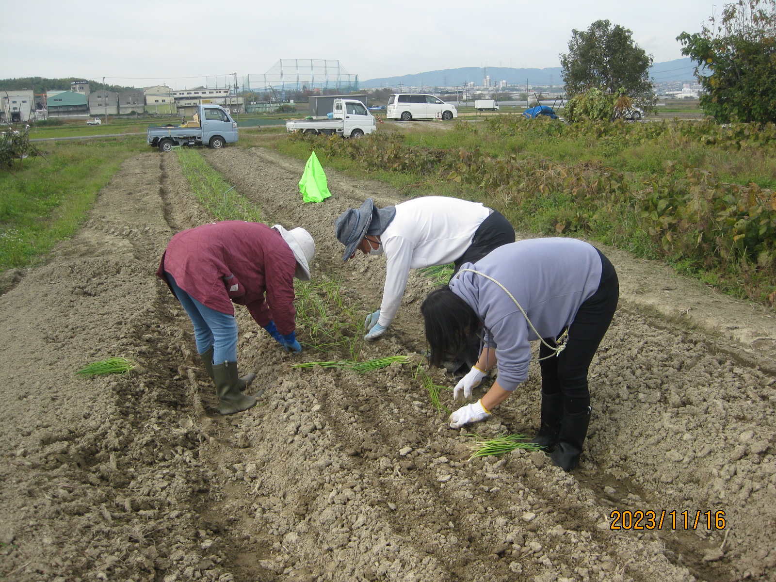 本年度奉仕事業「こども食堂支援」 玉ねぎの苗植え