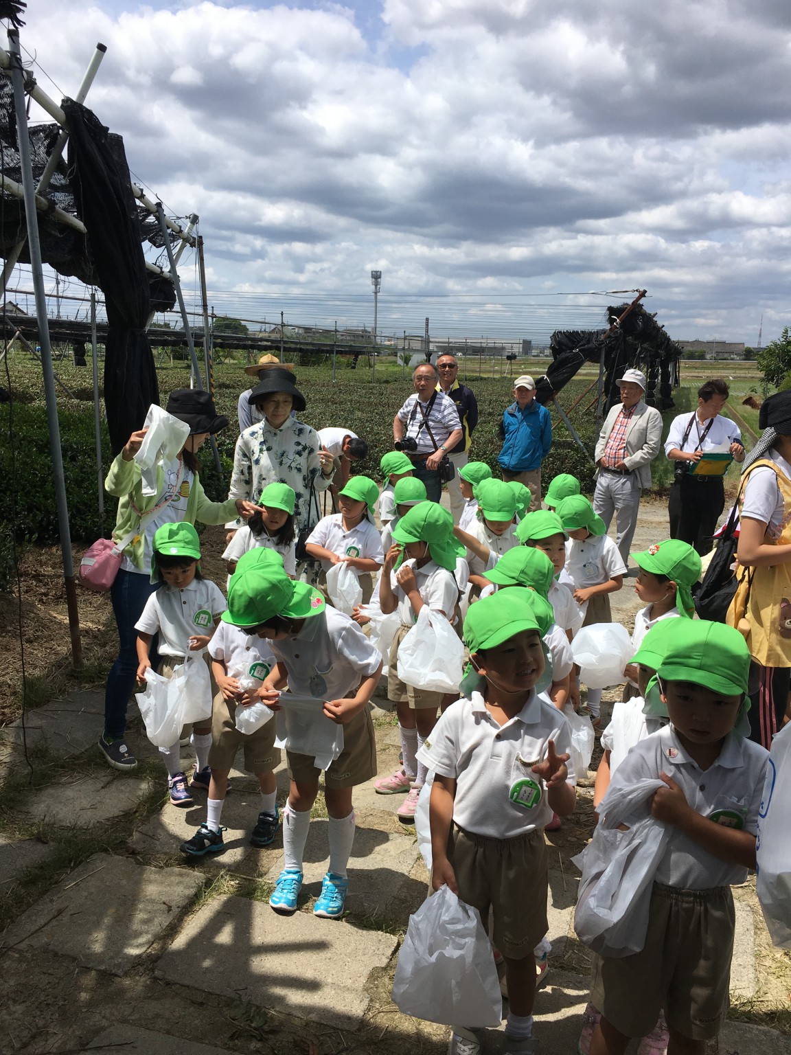 お茶摘み体験の開催