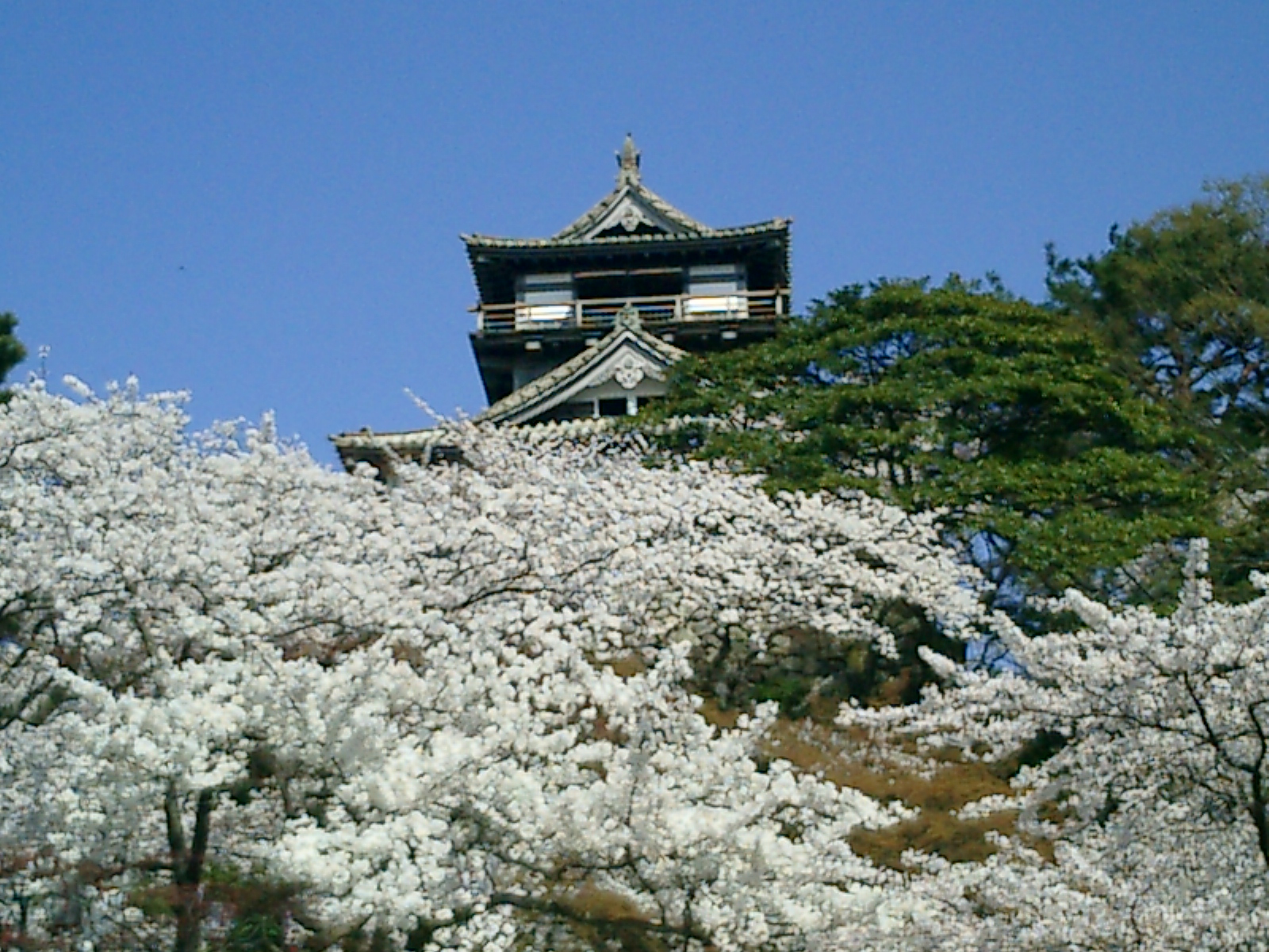 丸岡ロータリークラブのご案内