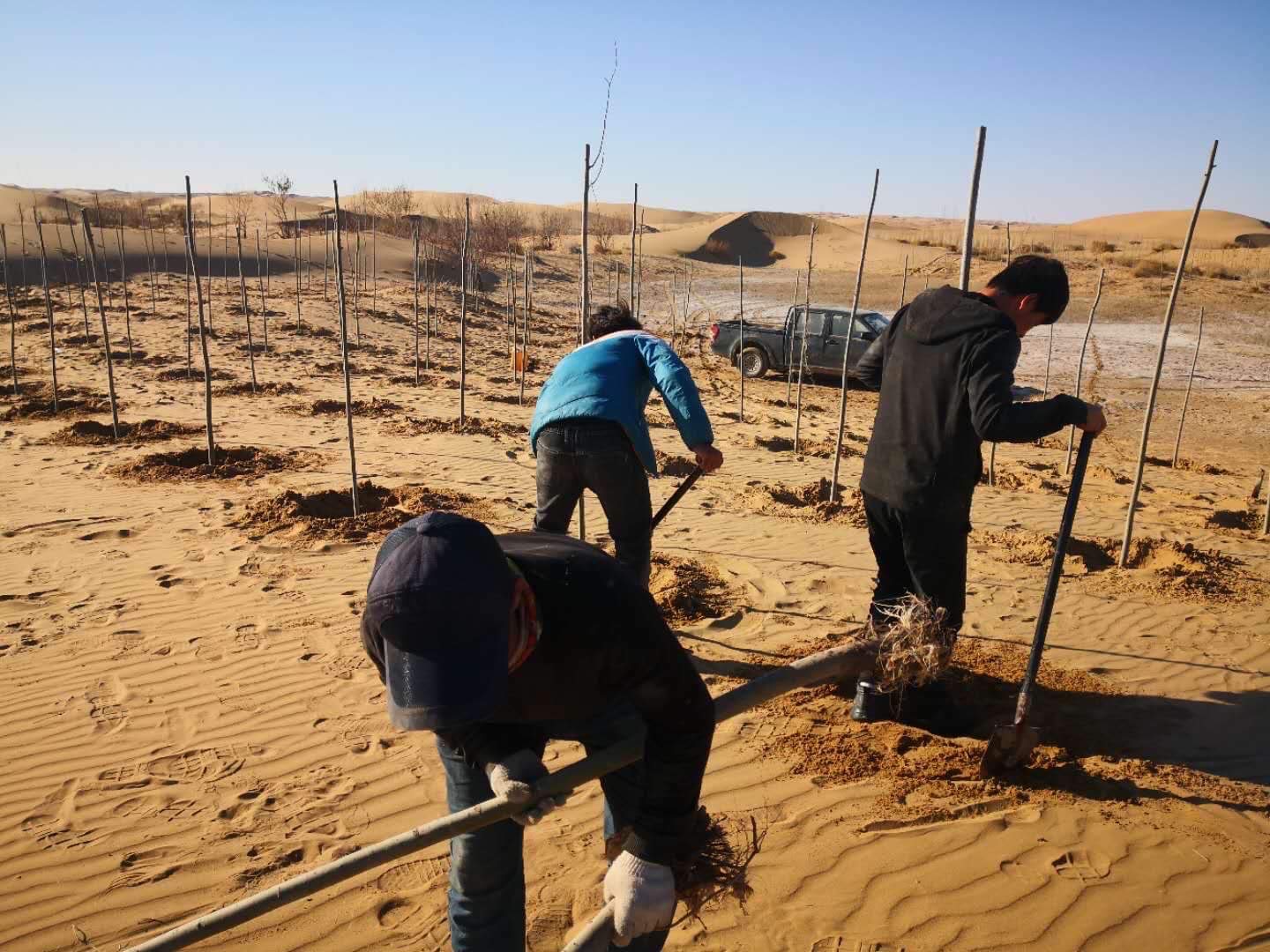 【国際奉仕】内モンゴル自治区ウランブハ砂漠植林プロジェクト