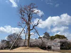 未来に咲く平和の桜プロジェクト