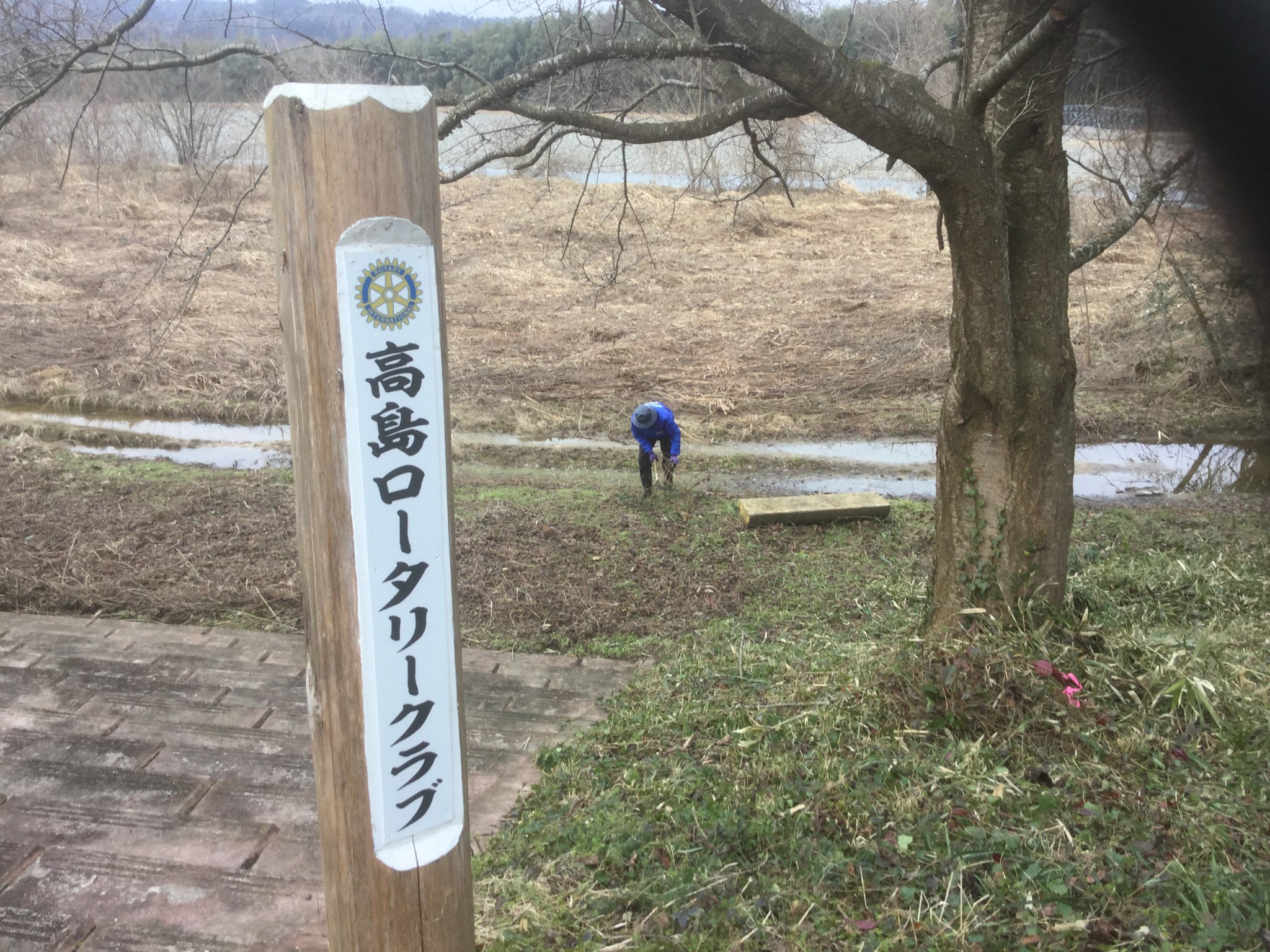【高島RC】安曇川河川敷の桜並木清掃