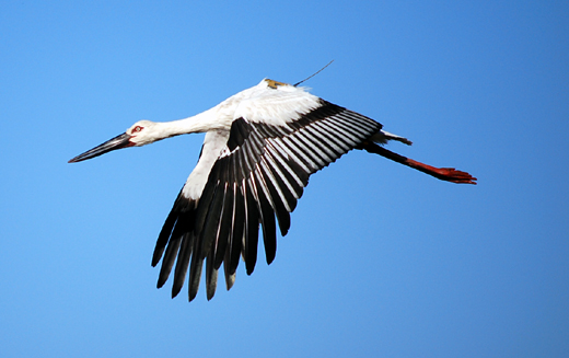 野洲市に舞い降りたコウノトリ？
